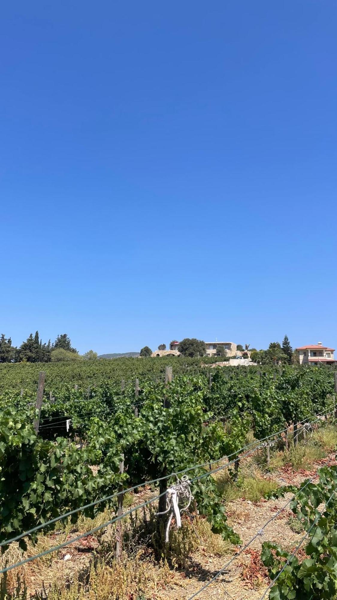 Datca Vineyard Guesthouse エクステリア 写真