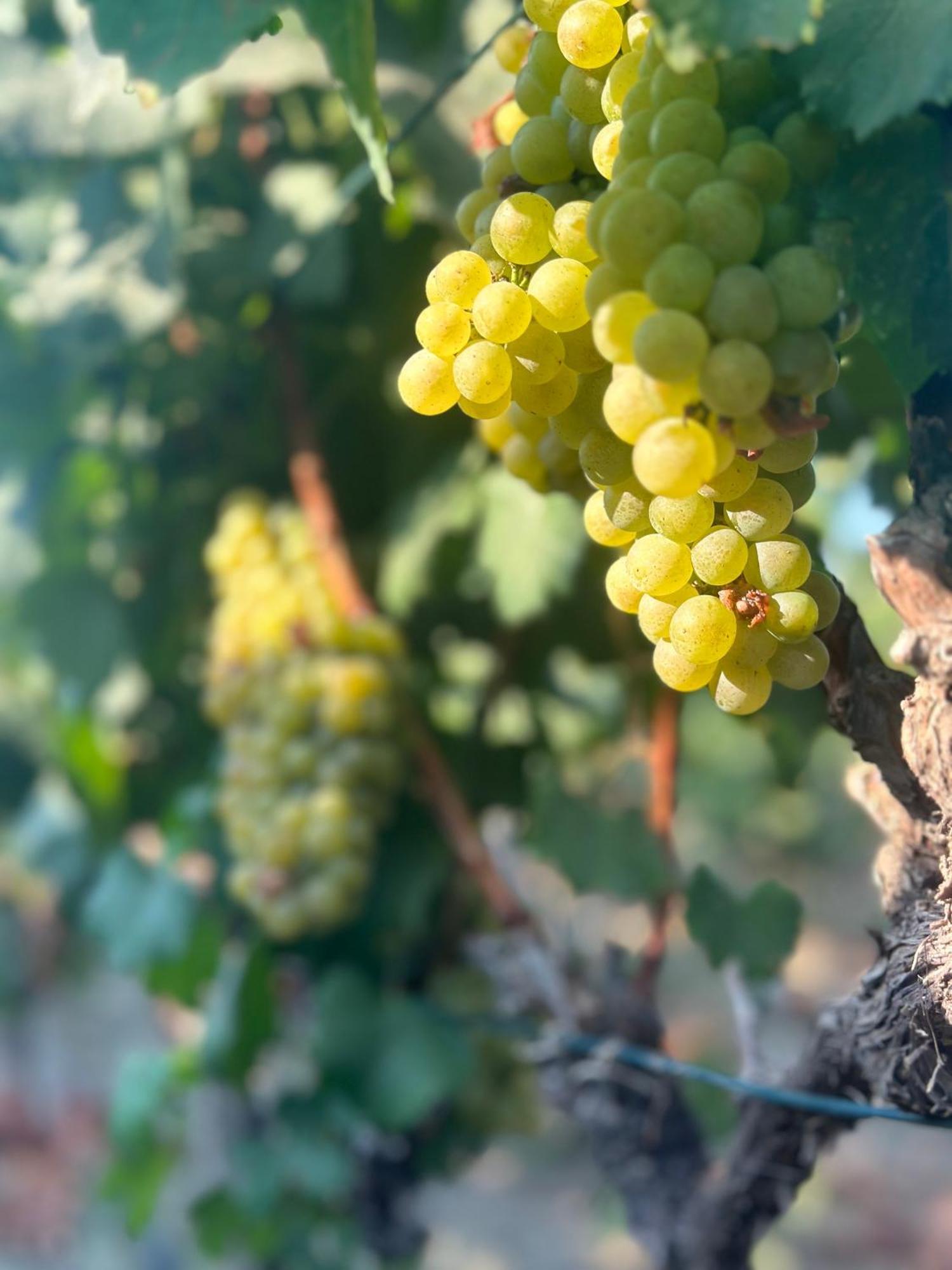 Datca Vineyard Guesthouse エクステリア 写真