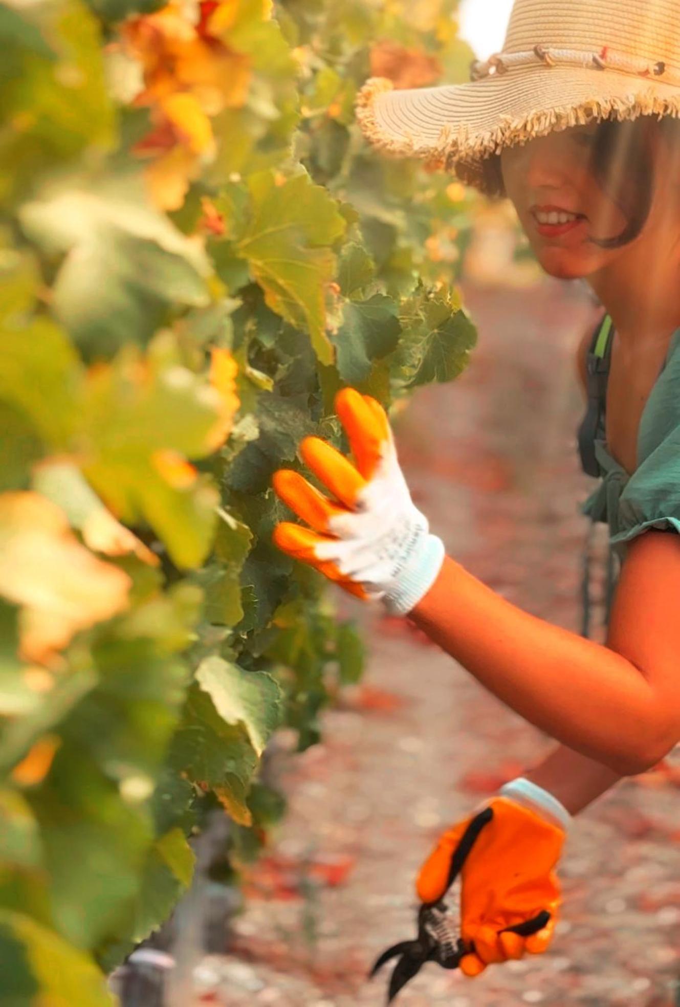 Datca Vineyard Guesthouse エクステリア 写真