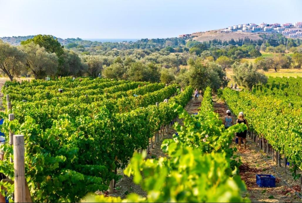 Datca Vineyard Guesthouse エクステリア 写真